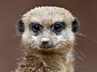 Erdm&auml;nnchen im Zoo Osnabr&uuml;ck &copy; Manuel_Pa