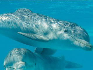 Aquarium Mar del Plata © Aquarium Mar del Plata
