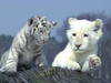 Zoo Safaripark &copy; Zoo Safaripark