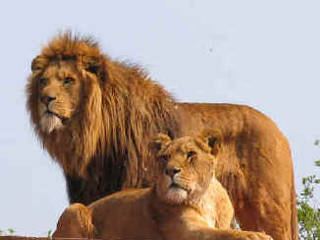 South Lakes Wild Animal Park © South Lakes Wild Animal Park